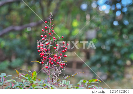 赤いナンテンの実（冬、十二月） 121482803