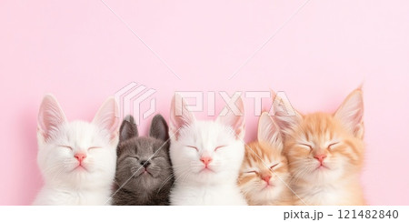Adorable group of kittens sleeping peacefully on soft pink background. 121482840