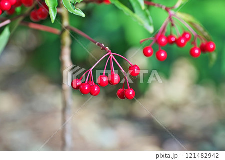 赤いマンリョウの実(冬、十二月) 赤いマンリョウの実(冬、十二月) 121482942