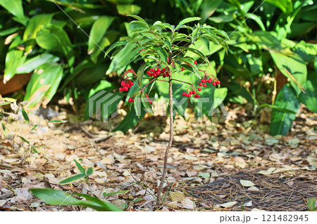 赤いマンリョウの実（冬、十二月） 121482945