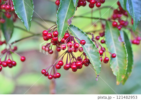 赤いマンリョウの実（冬、十二月） 121482953