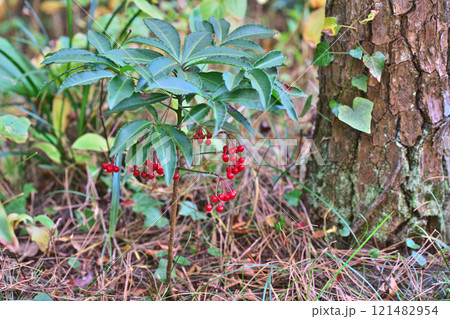 赤いマンリョウの実（冬、十二月） 121482954