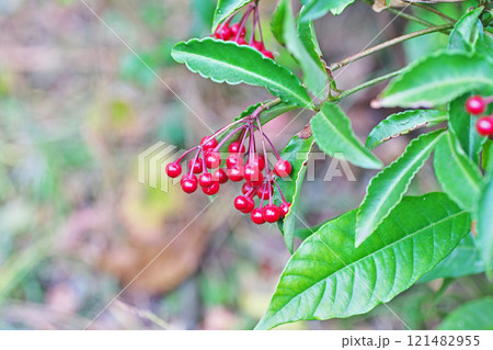 赤いマンリョウの実（冬、十二月） 121482955