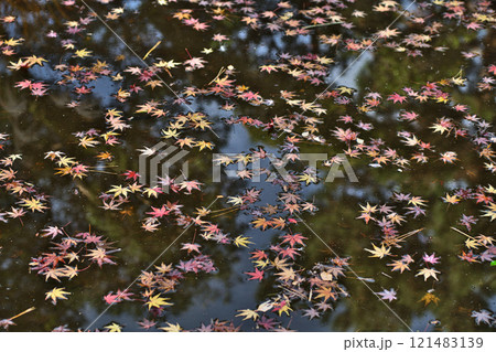 池の水面に浮くカラフルな色のモミジ（冬、十二月） 121483139