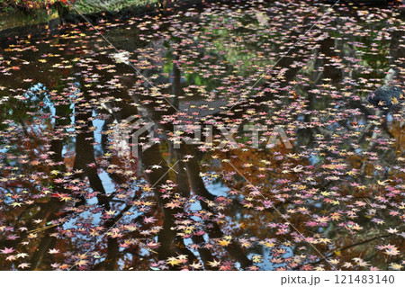 池の水面に浮くカラフルな色のモミジ（冬、十二月） 121483140