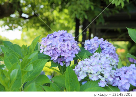アジサイの花 アジサイの花 121483205