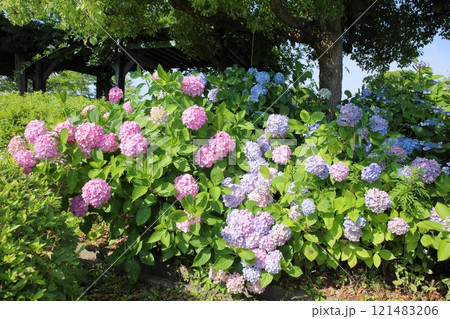 多彩 アジサイの花 多彩 アジサイの花 121483206