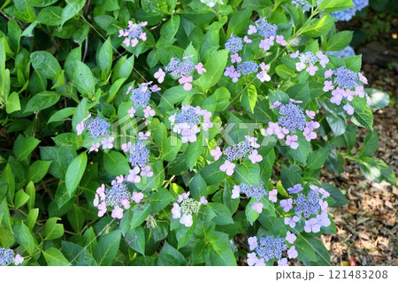 可愛い　アジサイの花 121483208