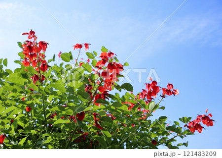 鮮やか　アメリカデイゴの花 121483209