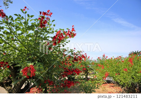 鮮やか アメリカデイゴの花 鮮やか アメリカデイゴの花 121483211