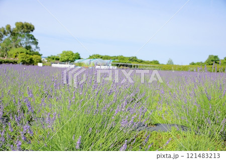 爽やか　ラベンダーの花 121483213