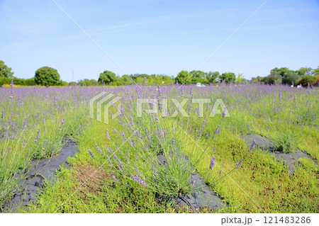 爽やか ラベンダー畑 爽やか ラベンダー畑 121483286
