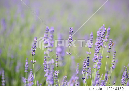 爽やか ラベンダーの花 爽やか ラベンダーの花 121483294