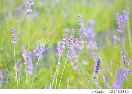 爽やか　ラベンダーの花 121483389