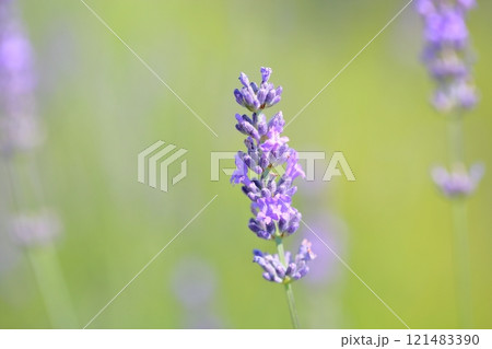 爽やか　ラベンダーの花 121483390