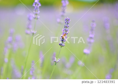 爽やか　ラベンダーの花 121483391
