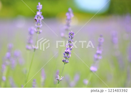 爽やか　ラベンダーの花 121483392