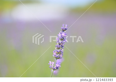 爽やか　ラベンダーの花 121483393