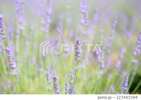 爽やか　ラベンダーの花 121483394