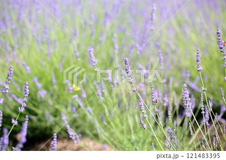 爽やか ラベンダーの花 爽やか ラベンダーの花 121483395