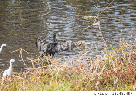 羽を広げるカワウ　京都市賀茂川 121483497