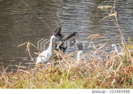 カワウとシラサギ 京都市賀茂川 カワウとシラサギ 京都市賀茂川 121483498