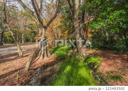 下鴨神社糺の森　瀬見の小川　京都市 121483502