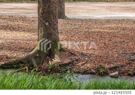 落ち葉散り積もる下鴨神社糺の森　京都市 121483505