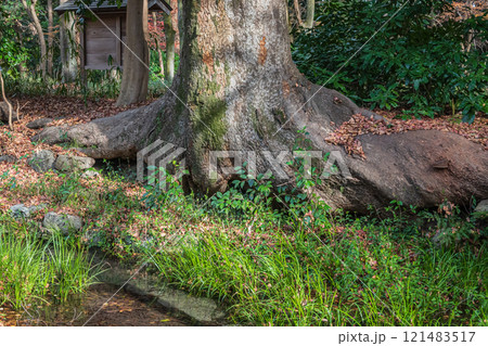 下鴨神社糺の森冬景色　京都市 121483517