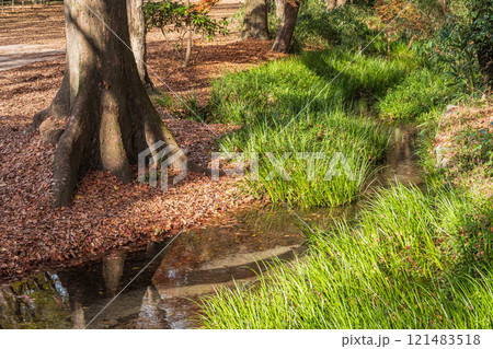 下鴨神社糺の森 瀬見の小川 京都市 下鴨神社糺の森 瀬見の小川 京都市 121483518