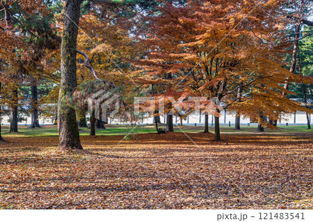 京都御苑樹林風景 121483541