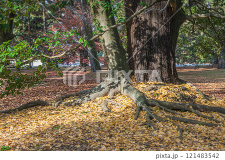 京都御苑樹林風景 京都御苑樹林風景 121483542