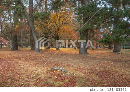 京都御苑樹林風景 121483551