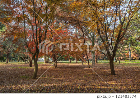 京都御苑樹林風景 京都御苑樹林風景 121483574