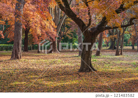 京都御苑樹林風景 121483582
