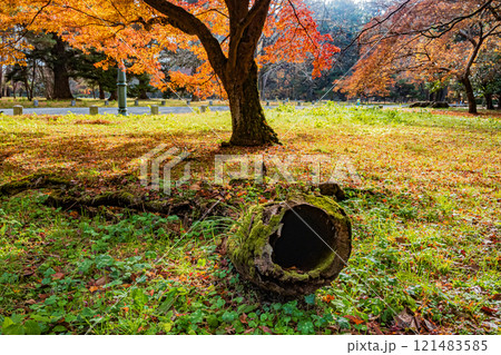 京都御苑樹林風景 121483585