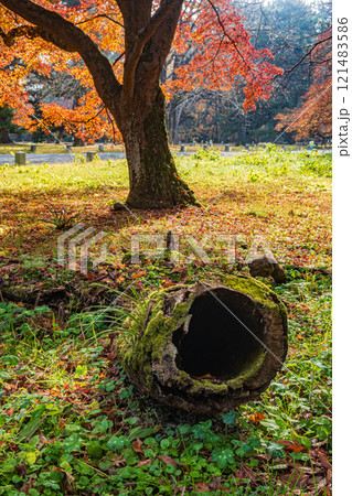 京都御苑樹林風景 121483586