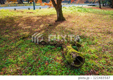 京都御苑樹林風景 121483587