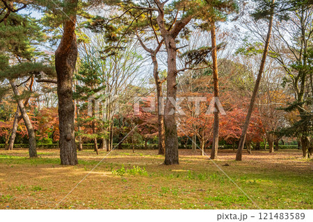 京都御苑樹林風景 121483589
