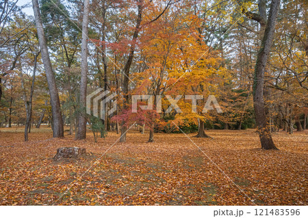 京都御苑樹林風景 121483596