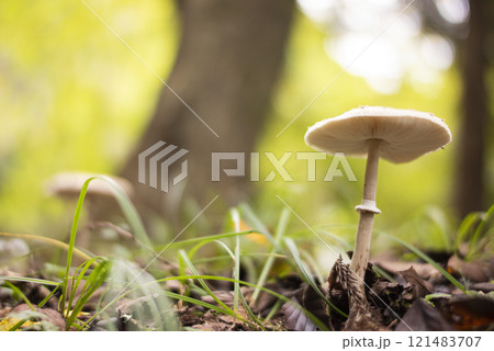 森の中で生えていたカラカサタケ 121483707