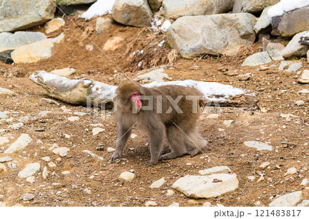地獄谷に生息するニホンザル【長野県・地獄谷野猿公苑】 地獄谷に生息するニホンザル【長野県・地獄谷野猿公苑】 121483817