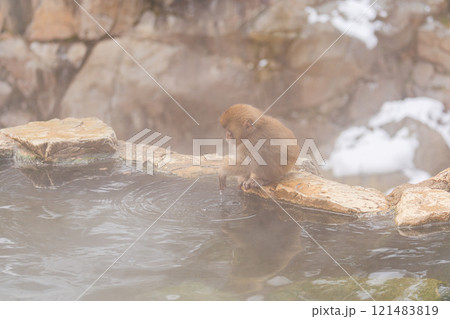 温泉の湯加減を確かめる小猿【長野県・地獄谷野猿公苑】 温泉の湯加減を確かめる小猿【長野県・地獄谷野猿公苑】 121483819