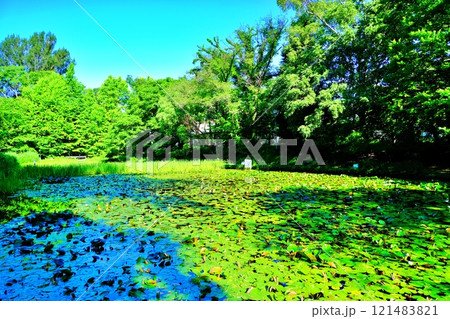 北海道大学キャンパス 大野池の景色 北海道大学キャンパス 大野池の景色 121483821