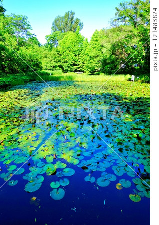 北海道大学キャンパス 大野池の景色 北海道大学キャンパス 大野池の景色 121483824