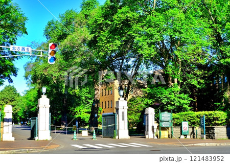 新緑に包まれる北海道大学の正門 121483952