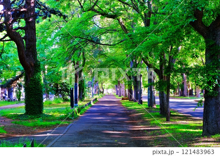 北海道大学キャンパス 中央道路の風景 121483963