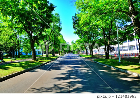 北海道大学キャンパス 中央道路の風景 121483965
