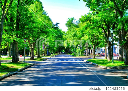 北海道大学キャンパス 中央道路の風景 121483966