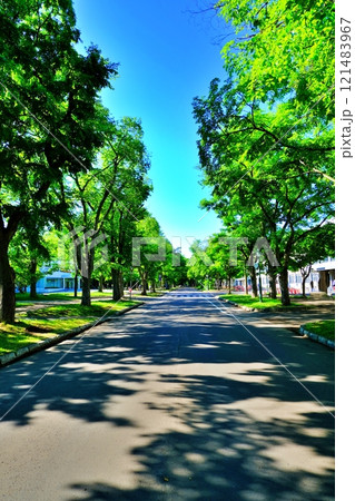 北海道大学キャンパス 中央道路の風景 121483967